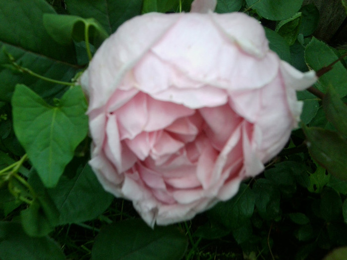 Fotografie4450 - roze2012
