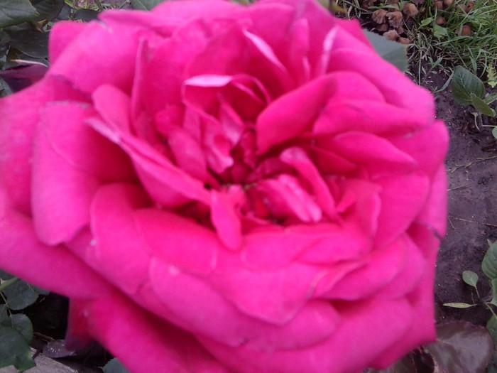 Fotografie4451 - roze2012