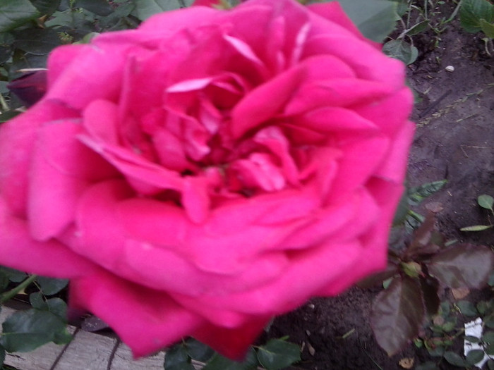 Fotografie4452 - roze2012