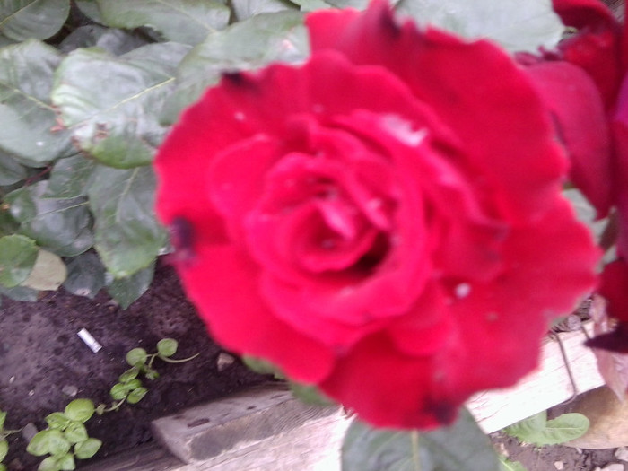Fotografie4453 - roze2012