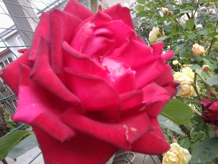 Fotografie4454 - roze2012