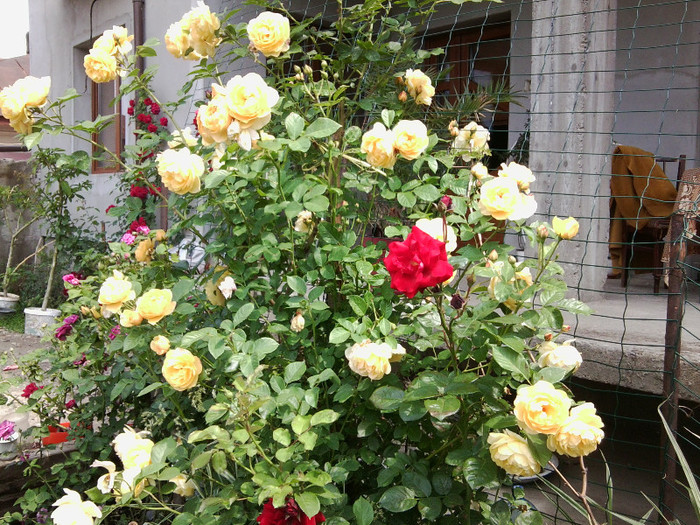 Fotografie4475 - roze2012
