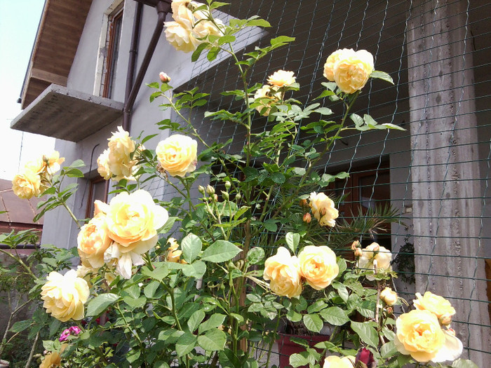 Fotografie4476 - roze2012