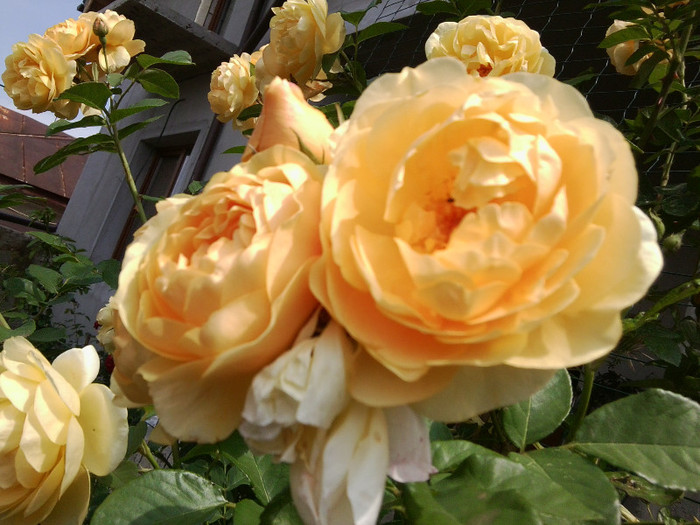 Fotografie4477 - roze2012