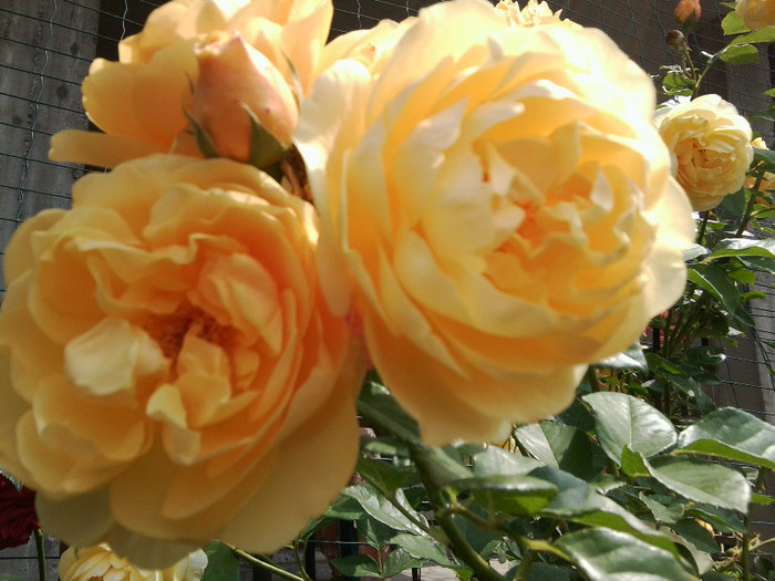 Fotografie4478 - roze2012