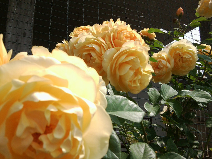 Fotografie4479 - roze2012