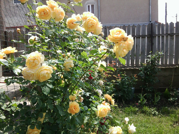 Fotografie4480 - roze2012