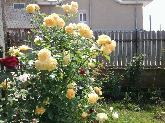 Fotografie4481 - roze2012