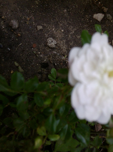 Fotografie4482 - roze2012