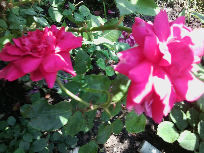 rosanna -urcator - roze2012