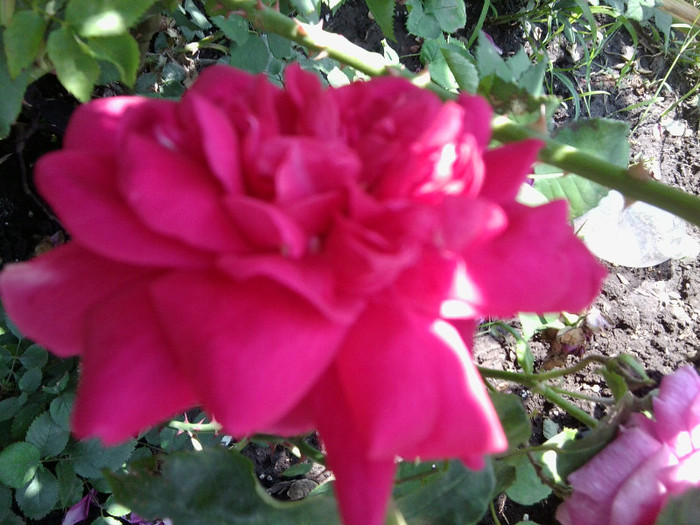 Fotografie4489 - roze2012