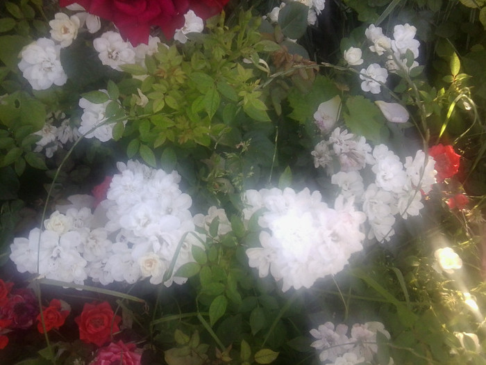 kent-floribunda