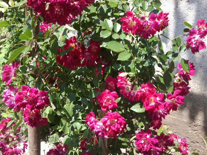 super excelsa-urcator