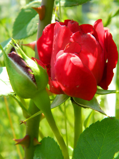 DSCN2286 - Trandafiri 2012