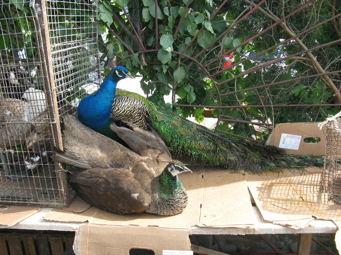 IMG_0023 - targ 03 06 2012 vicov de jos