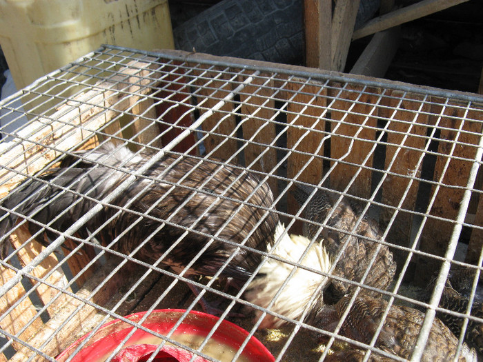 IMG_0033 - targ 03 06 2012 vicov de jos