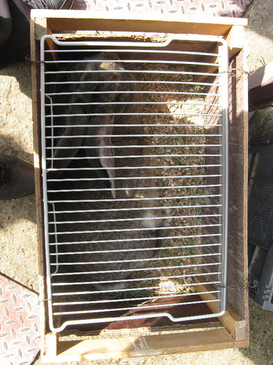 IMG_0048 - targ 03 06 2012 vicov de jos