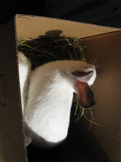 IMG_0051 - targ 03 06 2012 vicov de jos