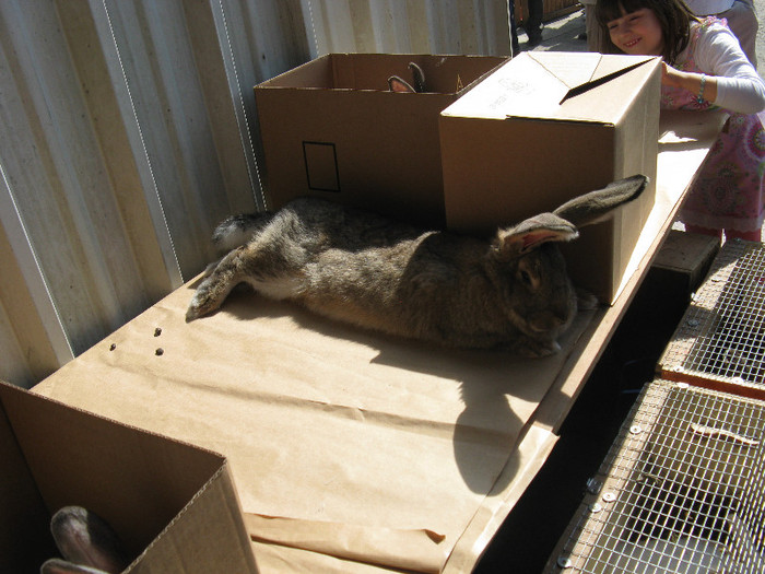 IMG_0053 - targ 03 06 2012 vicov de jos