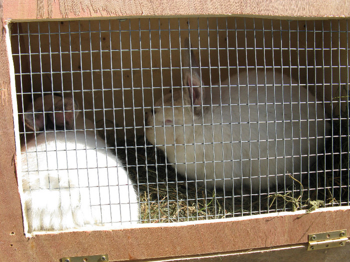 IMG_0054 - targ 03 06 2012 vicov de jos