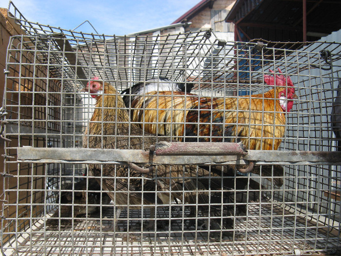 IMG_0062 - targ 03 06 2012 vicov de jos