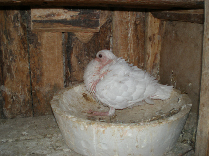 pui din viorii, Per. draga; ....alb ca mama...!
