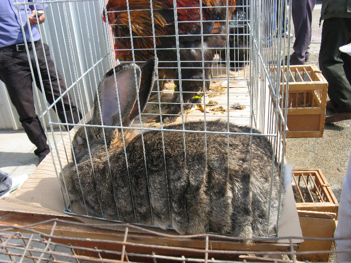 IMG_0063 - targ 03 06 2012 vicov de jos