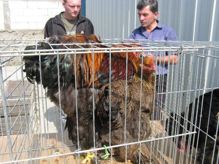 IMG_0064 - targ 03 06 2012 vicov de jos