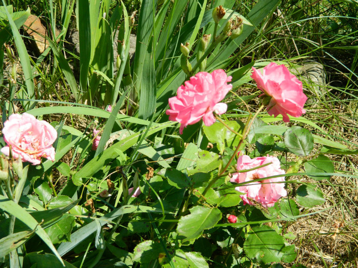 DSCN2338 - Trandafiri 2012