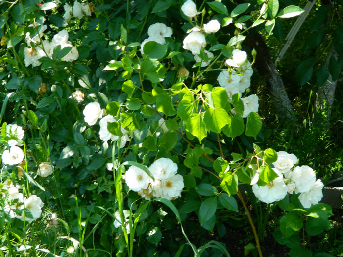 Schnewitchen - Trandafiri 2012