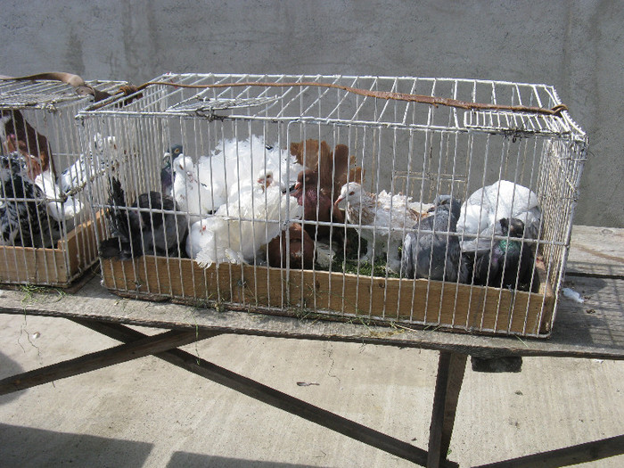 IMG_0067 - targ 03 06 2012 vicov de jos