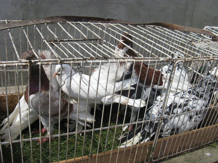 IMG_0068 - targ 03 06 2012 vicov de jos