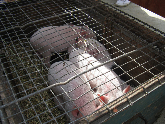 IMG_0069 - targ 03 06 2012 vicov de jos