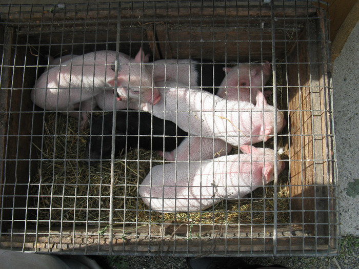 IMG_0070 - targ 03 06 2012 vicov de jos