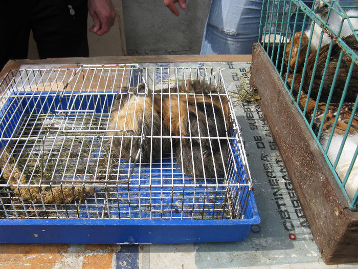 IMG_0072 - targ 03 06 2012 vicov de jos