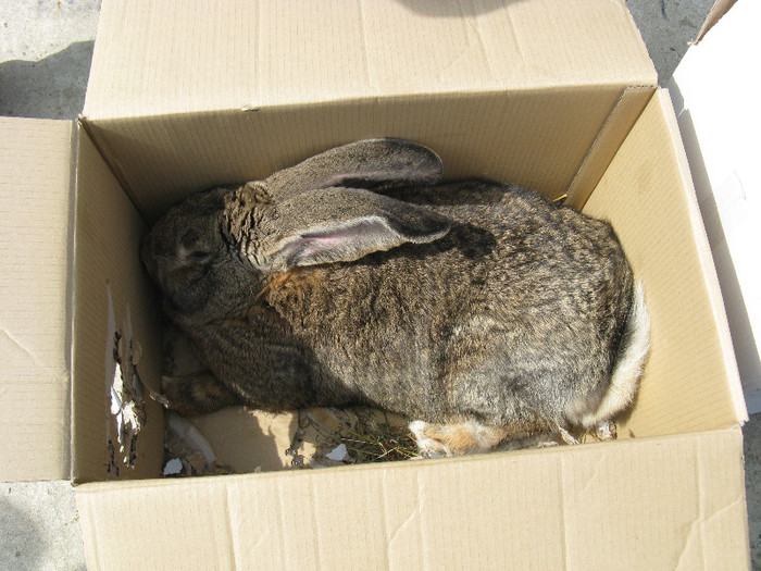 IMG_0074 - targ 03 06 2012 vicov de jos