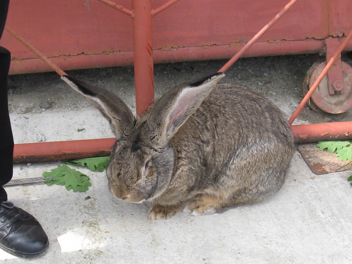 Iepure - targ 03 06 2012 vicov de jos