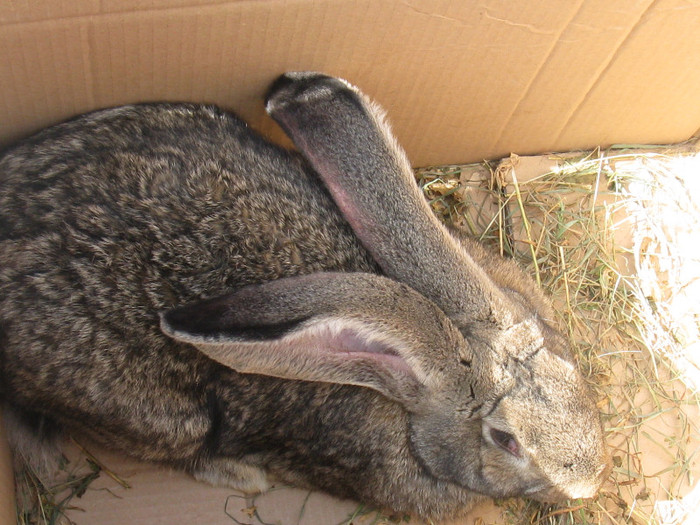 IMG_0076 - targ 03 06 2012 vicov de jos