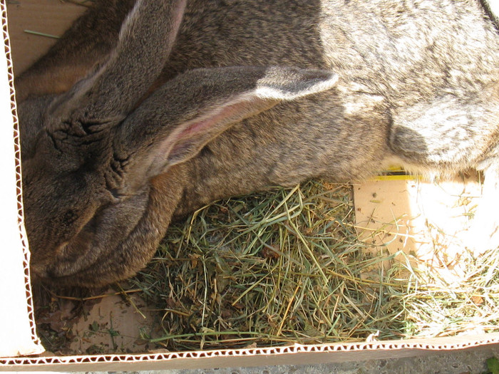 IMG_0077 - targ 03 06 2012 vicov de jos