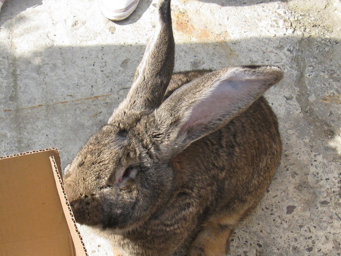 IMG_0078 - targ 03 06 2012 vicov de jos