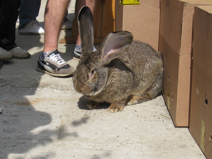 IMG_0079 - targ 03 06 2012 vicov de jos