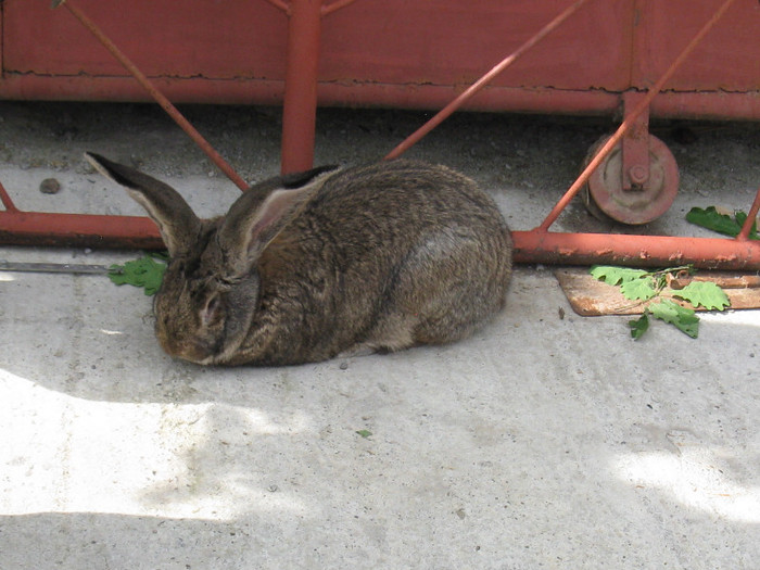 IMG_0080 - targ 03 06 2012 vicov de jos