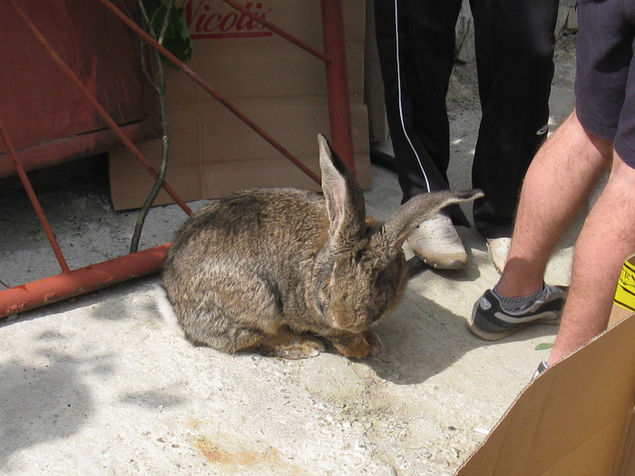 IMG_0082 - targ 03 06 2012 vicov de jos