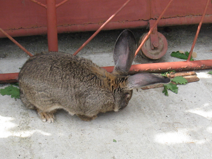 IMG_0083 - targ 03 06 2012 vicov de jos