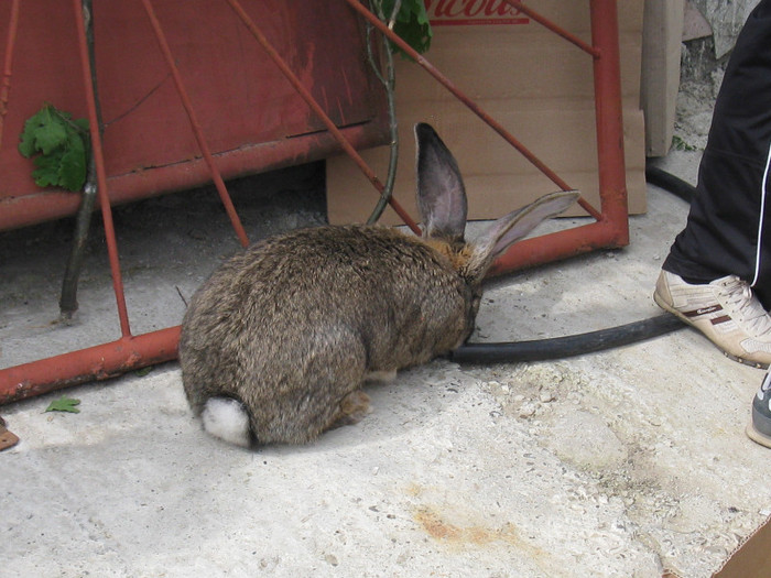 IMG_0084 - targ 03 06 2012 vicov de jos