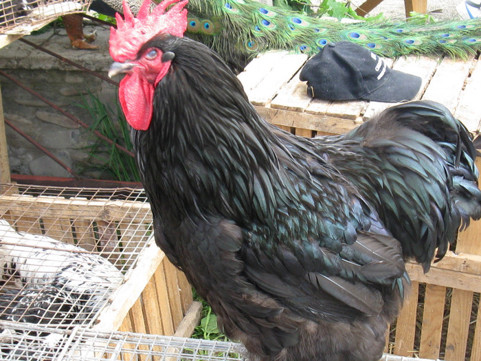 IMG_0085 - targ 03 06 2012 vicov de jos