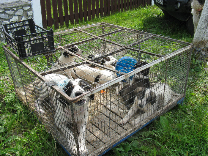 IMG_0087 - targ 03 06 2012 vicov de jos