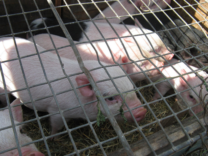 IMG_0090 - targ 03 06 2012 vicov de jos