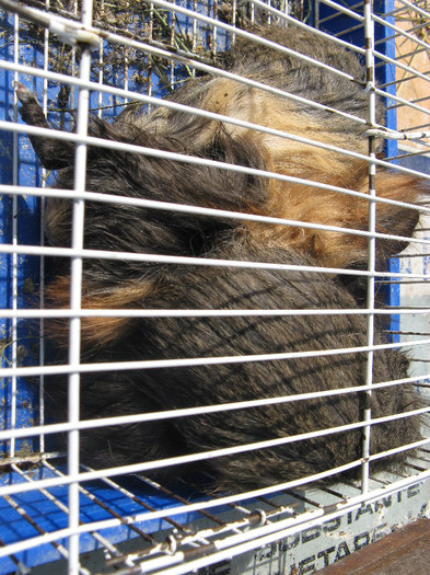 IMG_0091 - targ 03 06 2012 vicov de jos