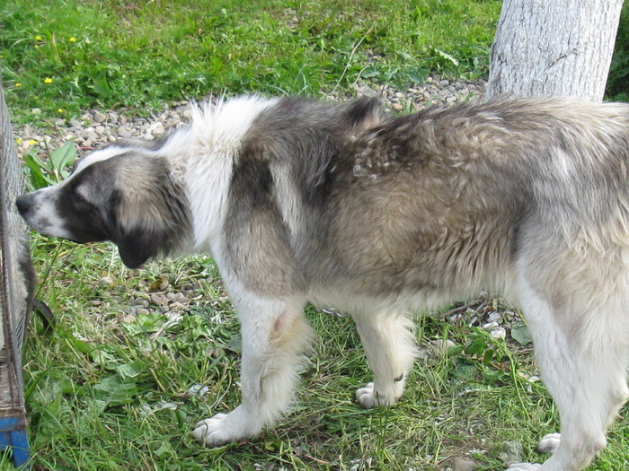 IMG_0093 - targ 03 06 2012 vicov de jos